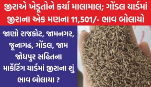 એક મણ જીરૂનો 11501 હજાર ભાવ