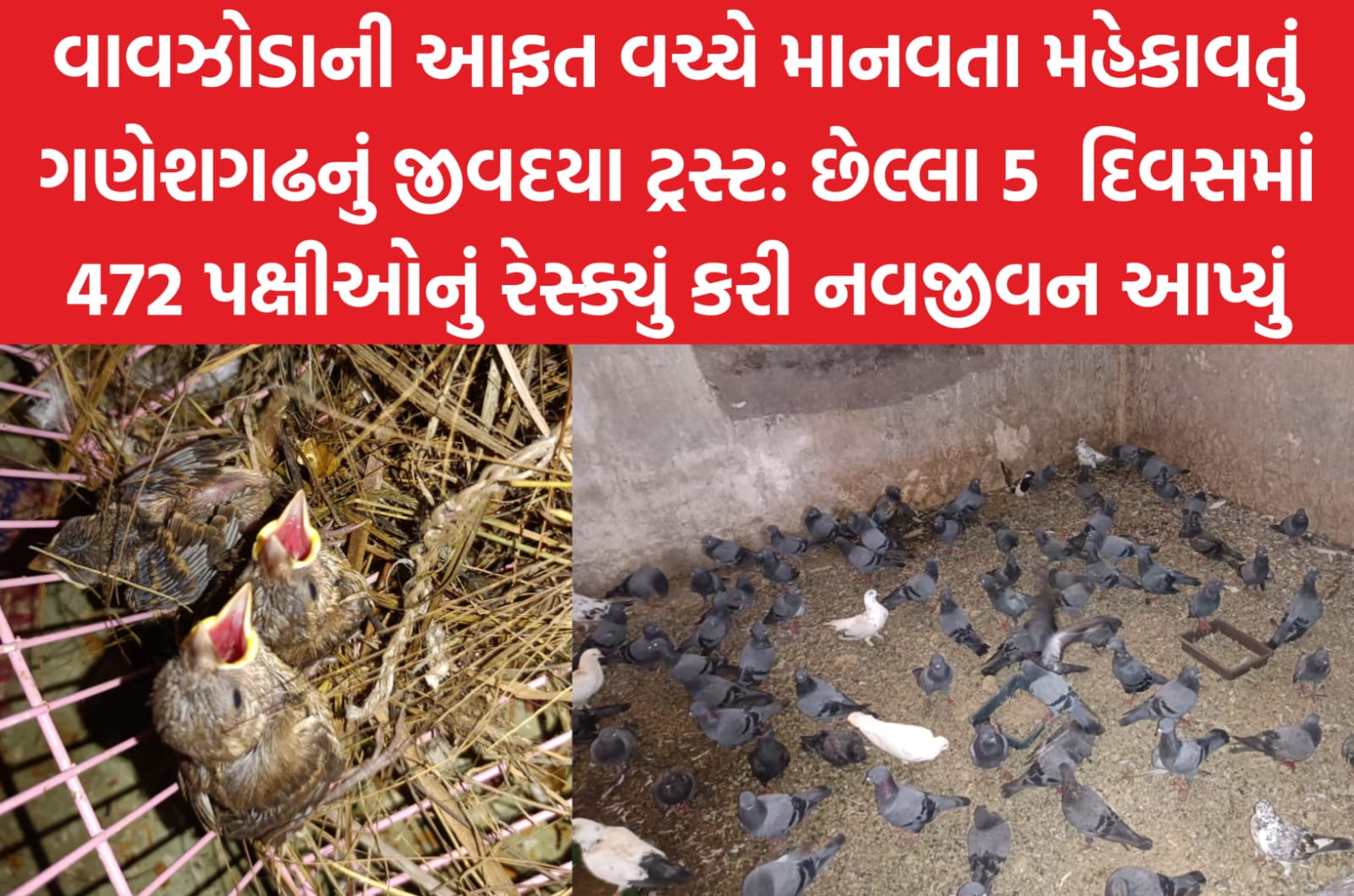 jivdaya trust 5 days to save the birds 475