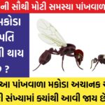 Where do these winged insects come from?