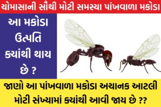 Where do these winged insects come from?